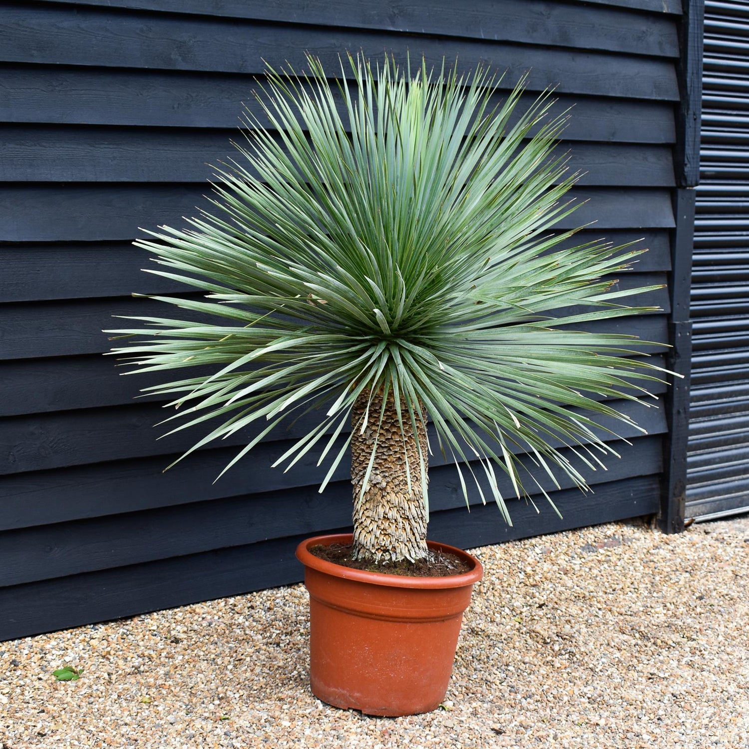 Yucca rostrata 'Blue Swan' - Stem 40-60cm - Height 150-160cm - 65lt