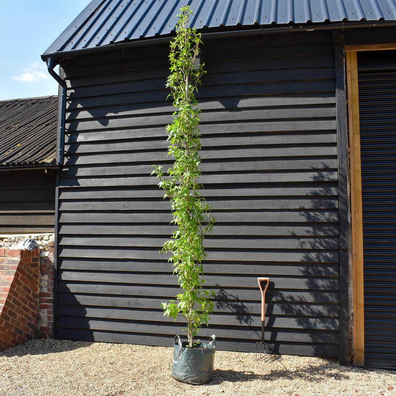 Liquidambar styraciflua 'Slender Silhouette' - Height 350-380cm - Girth 8-10cm - 45lt