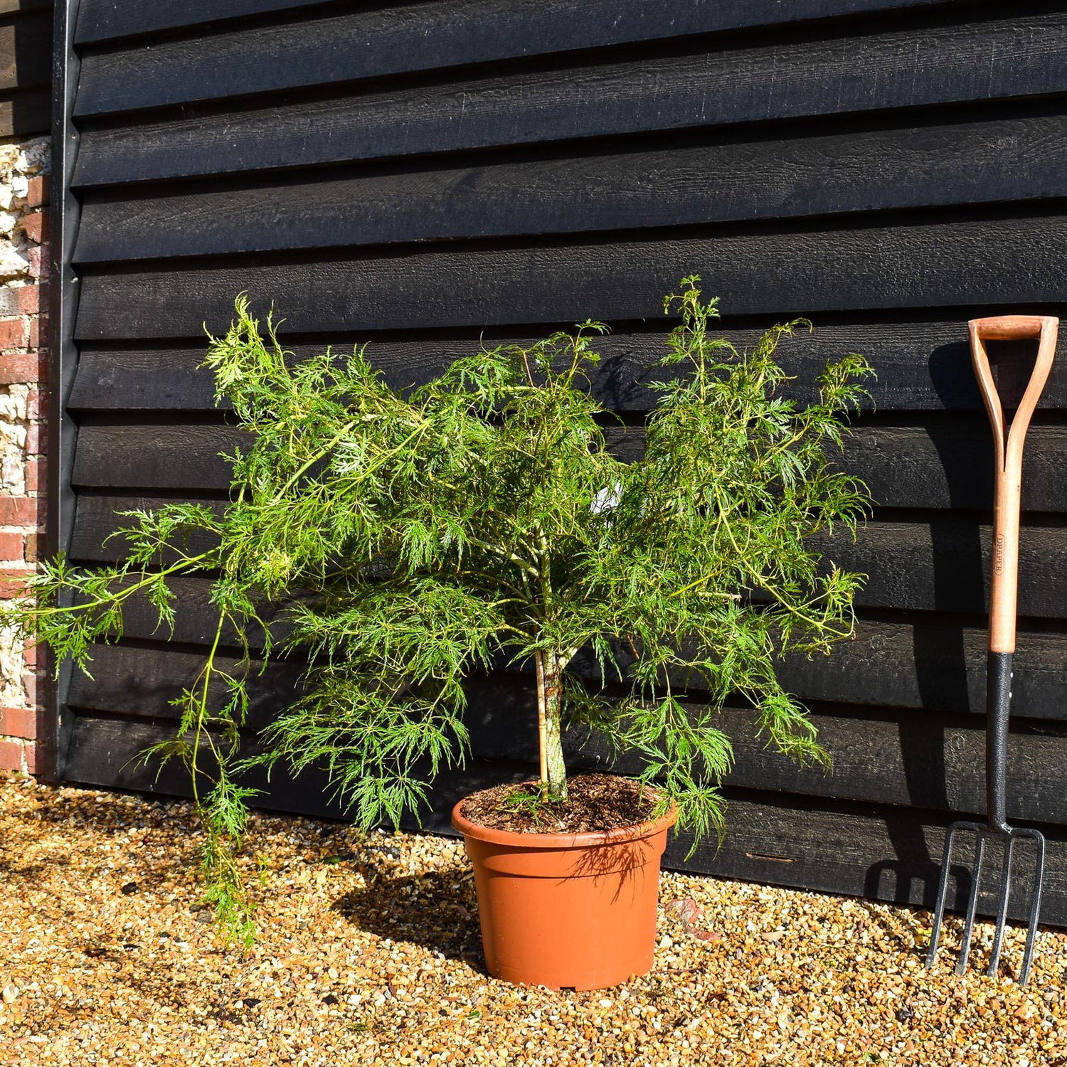 Weeping Japanese maple 'Dissectum' | Acer palmatum 'Dissectum' - Clear Stem 40cm - Height 50-70cm - 15lt