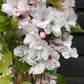 Prunus amanogawa |Milky Way Cherry -  Girth 10-12cm - 380-390cm - 30lt