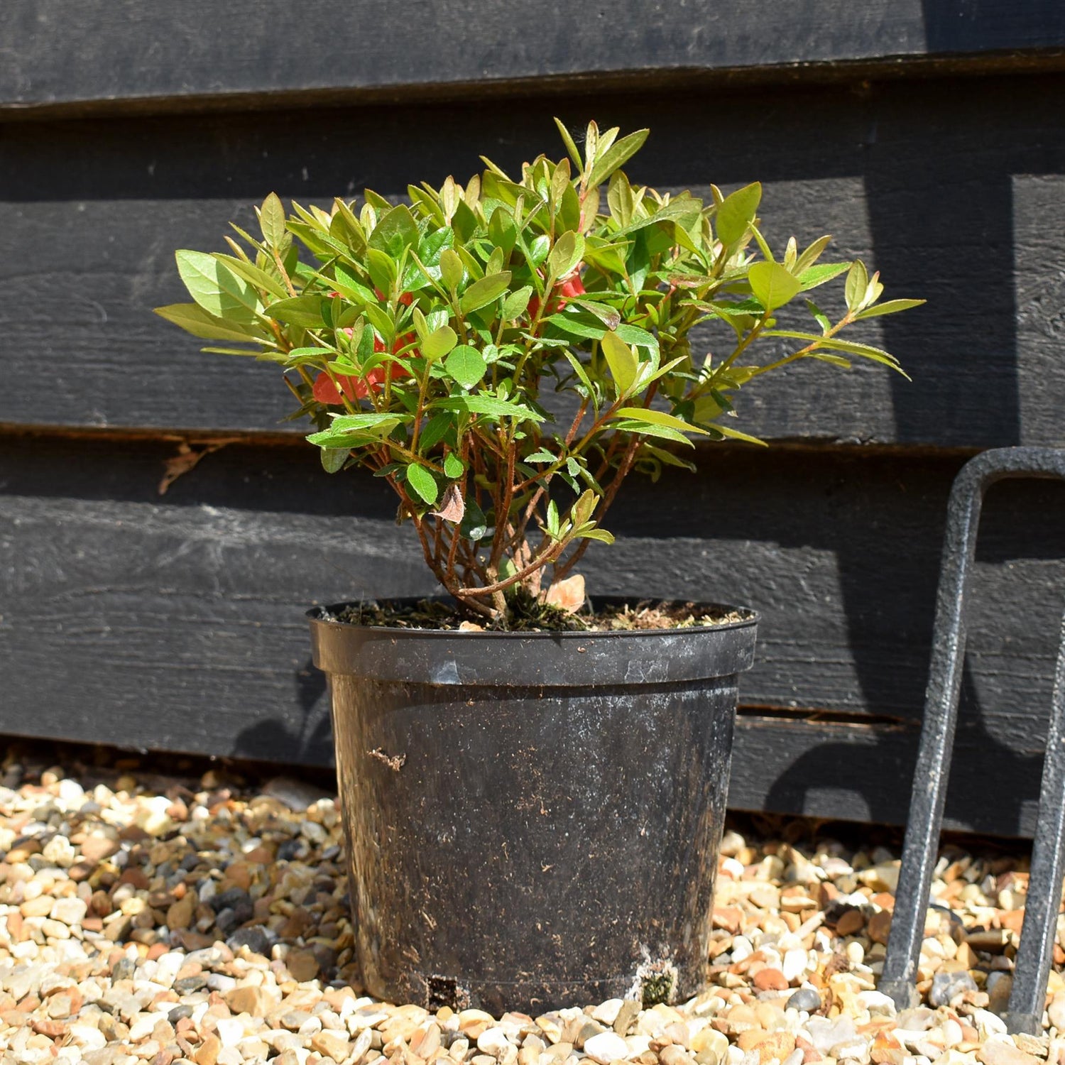 Azalea Japonica 'Orange Beauty' - Height 10-20cm - Bushy - 2lt