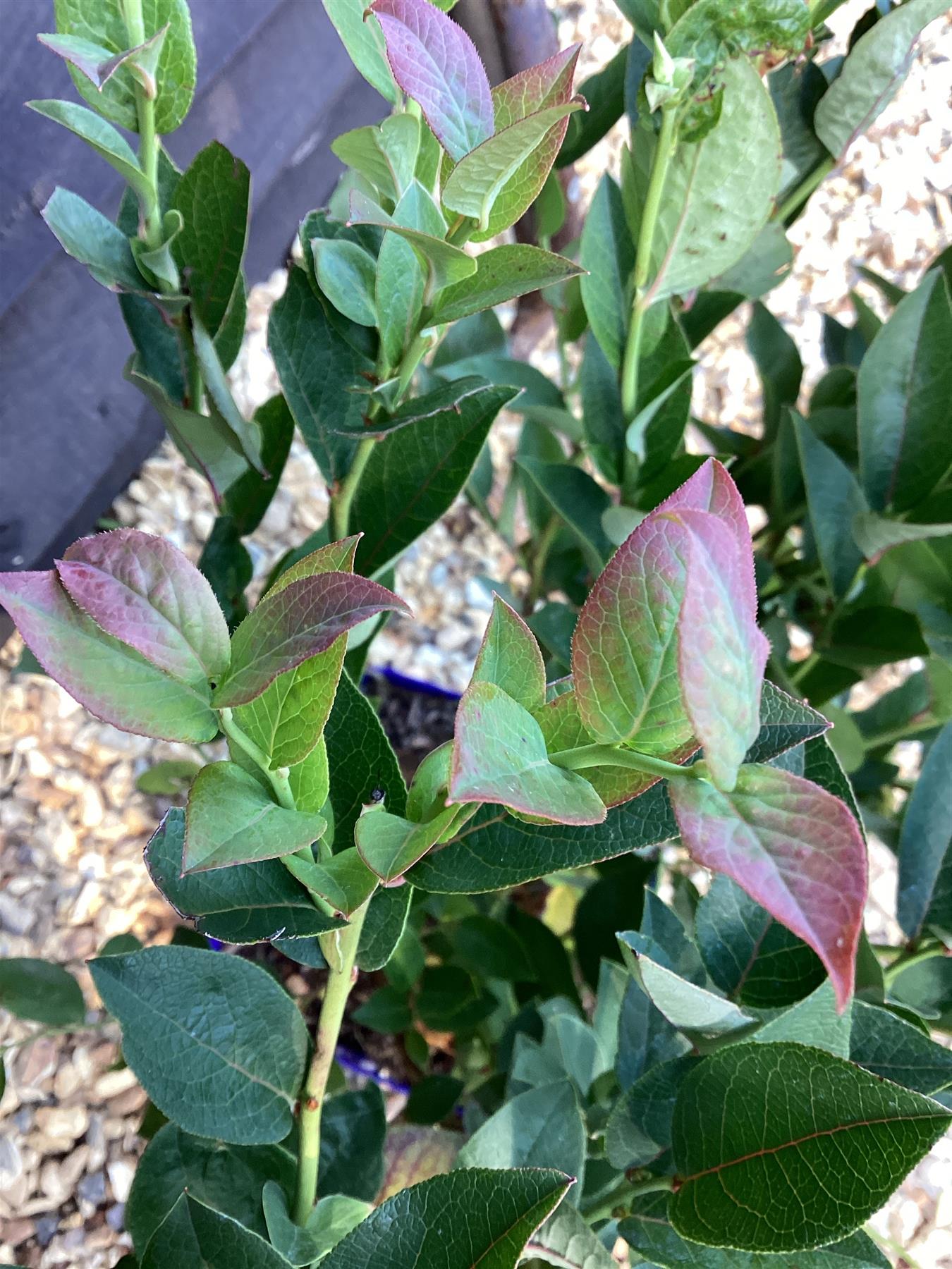 Vaccinium corymbosum 'Bluegold' | Blueberry 'Bluegold' - 40-60cm, 5lt