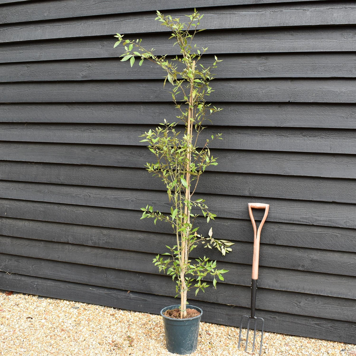 Hoheria sexstylosa Snow White | Ribbonwood - Bushy - 180-220 - 12lt