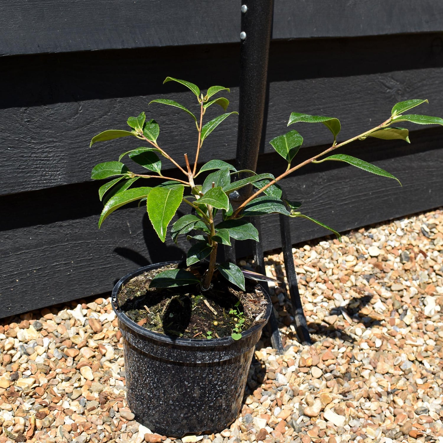 Camellia japonica | Common Camellia - 280-290cm, 10lt