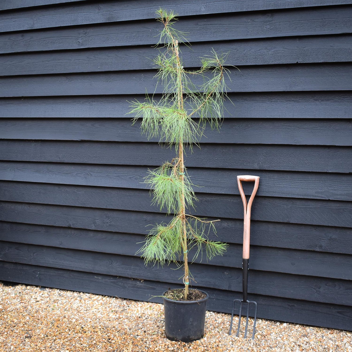 Pinus pinaster - Maritime Pine - Height 90-120cm - 12lt