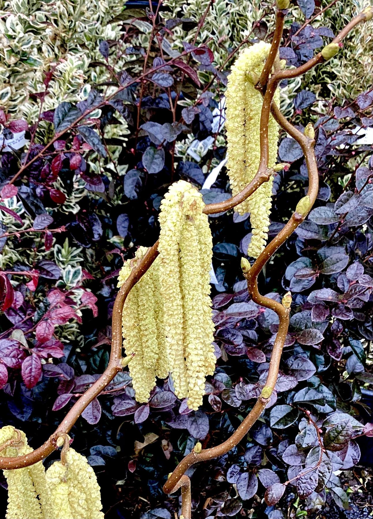 Corylus avellana 'Contorta' | Corkscrew Hazel - 60-70cm, 5lt