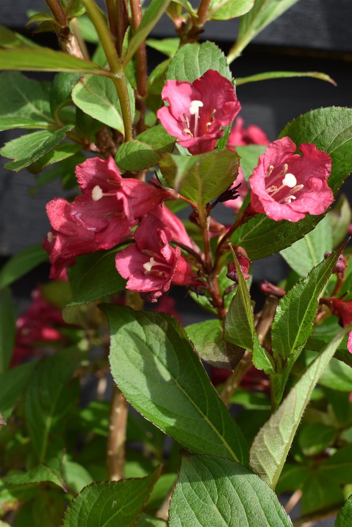Weigela Apple Blossom - Height 50-70cm -10lt
