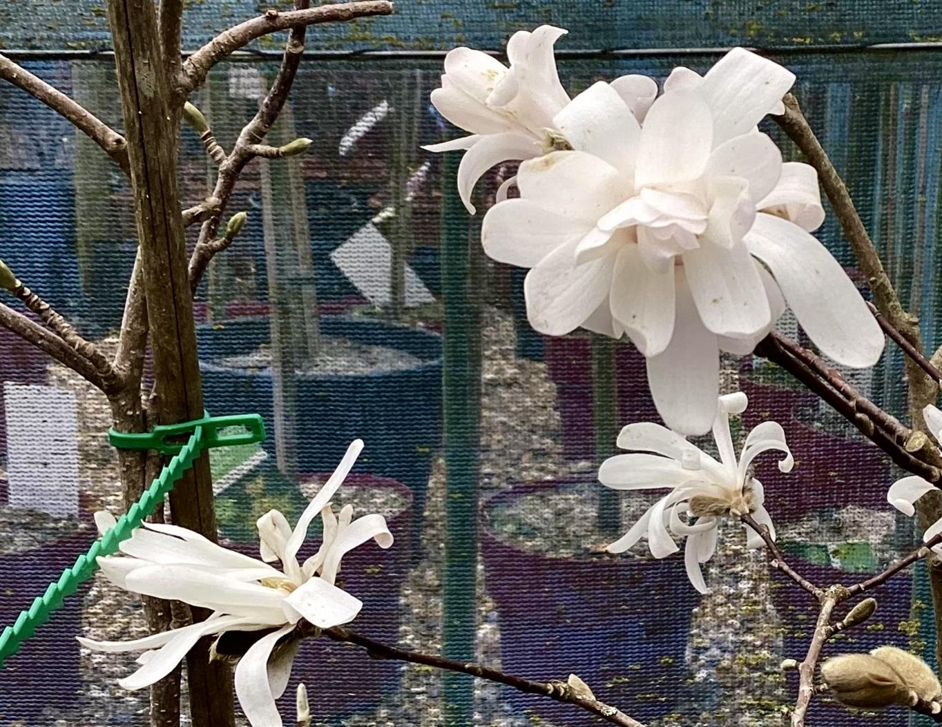 Magnolia 'Leonard Messel' - 90-110cm, 5lt