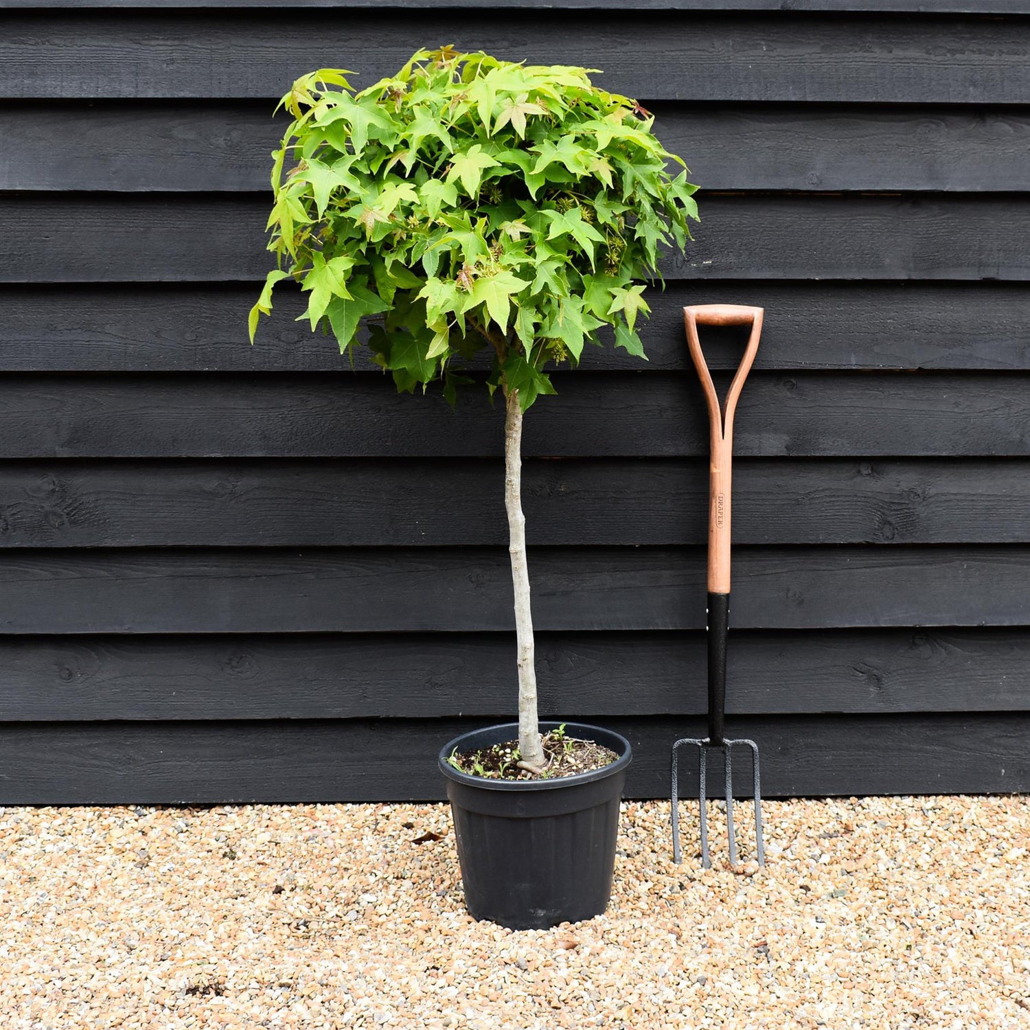 Liquidambar styraciflua 'Gum Ball' - Clear Stem 50 cm - Girth 6-8cm - Height 140-160cm - 15lt