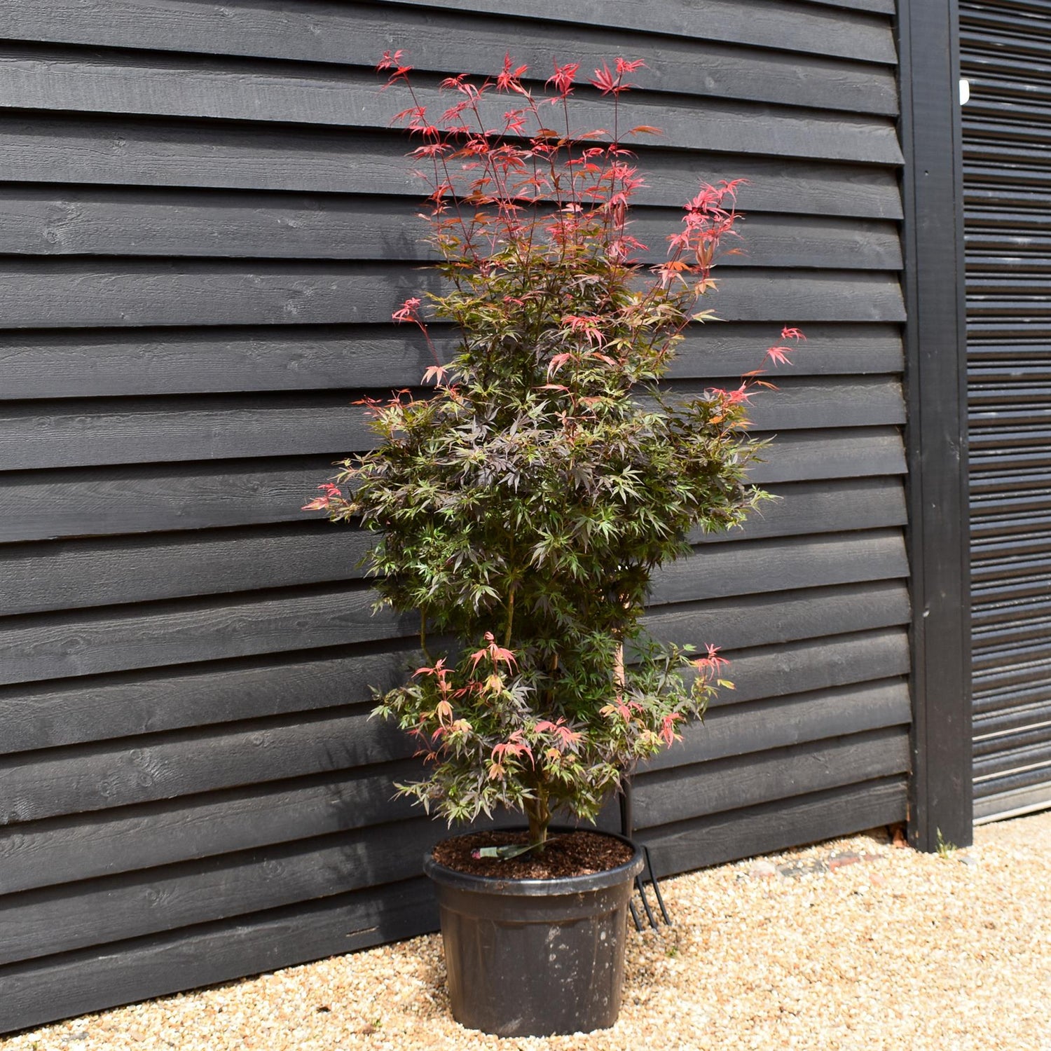 Japanese maple 'Shaina' | Acer palmatum - Bushy - Height 180-190cm - 55lt