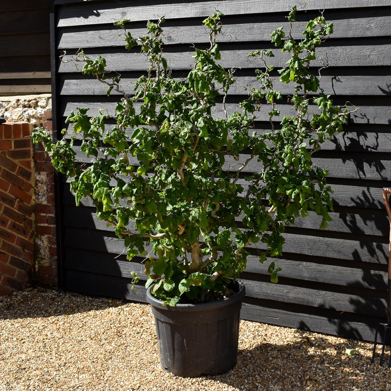 Corylus avellana 'Contorta' | Corkscrew Hazel - Height 160-190cm - 45lt