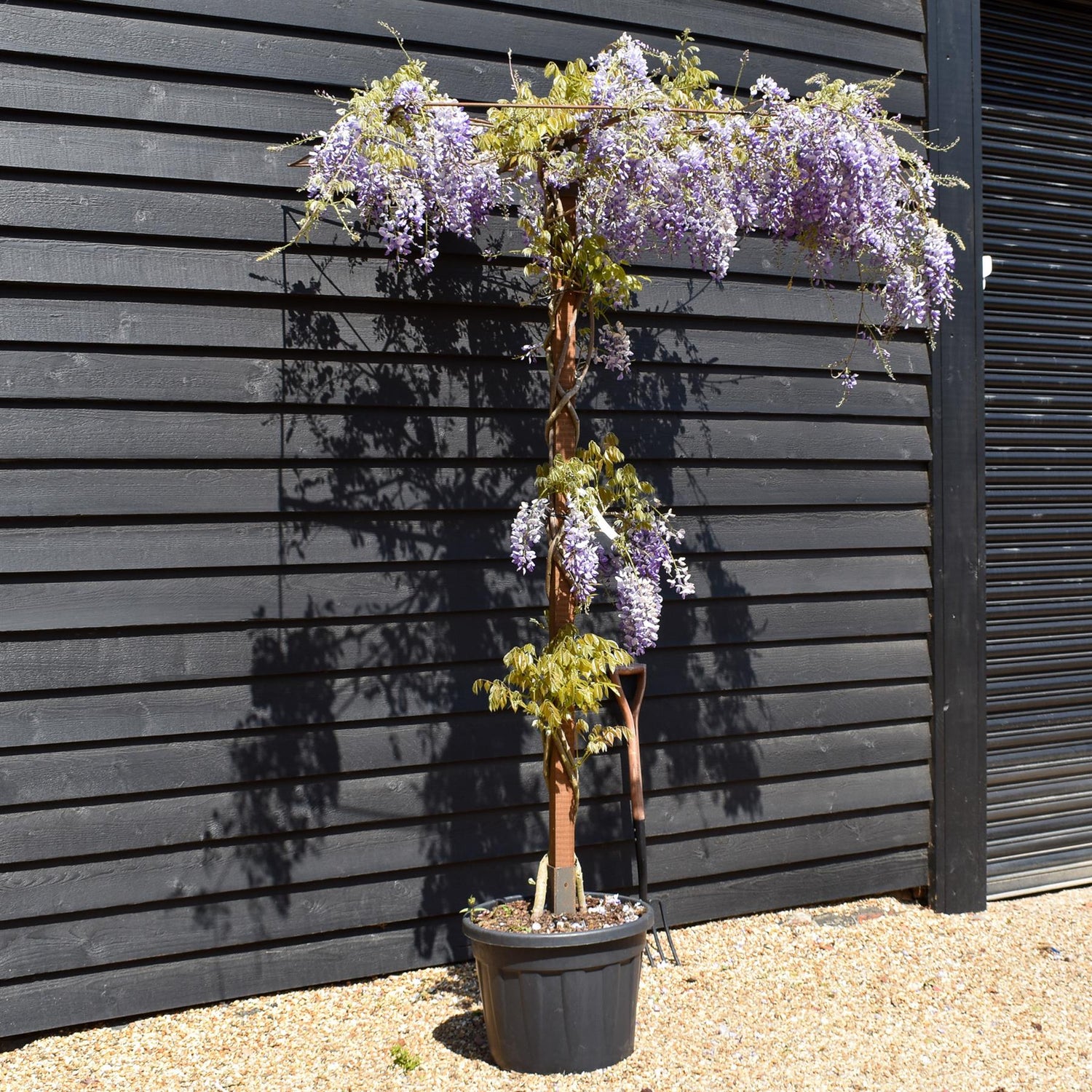 Wisteria 'Prolific' - Purple - Umbrella - Roof Espalier 120-120cm - Height 200cm - 55lt