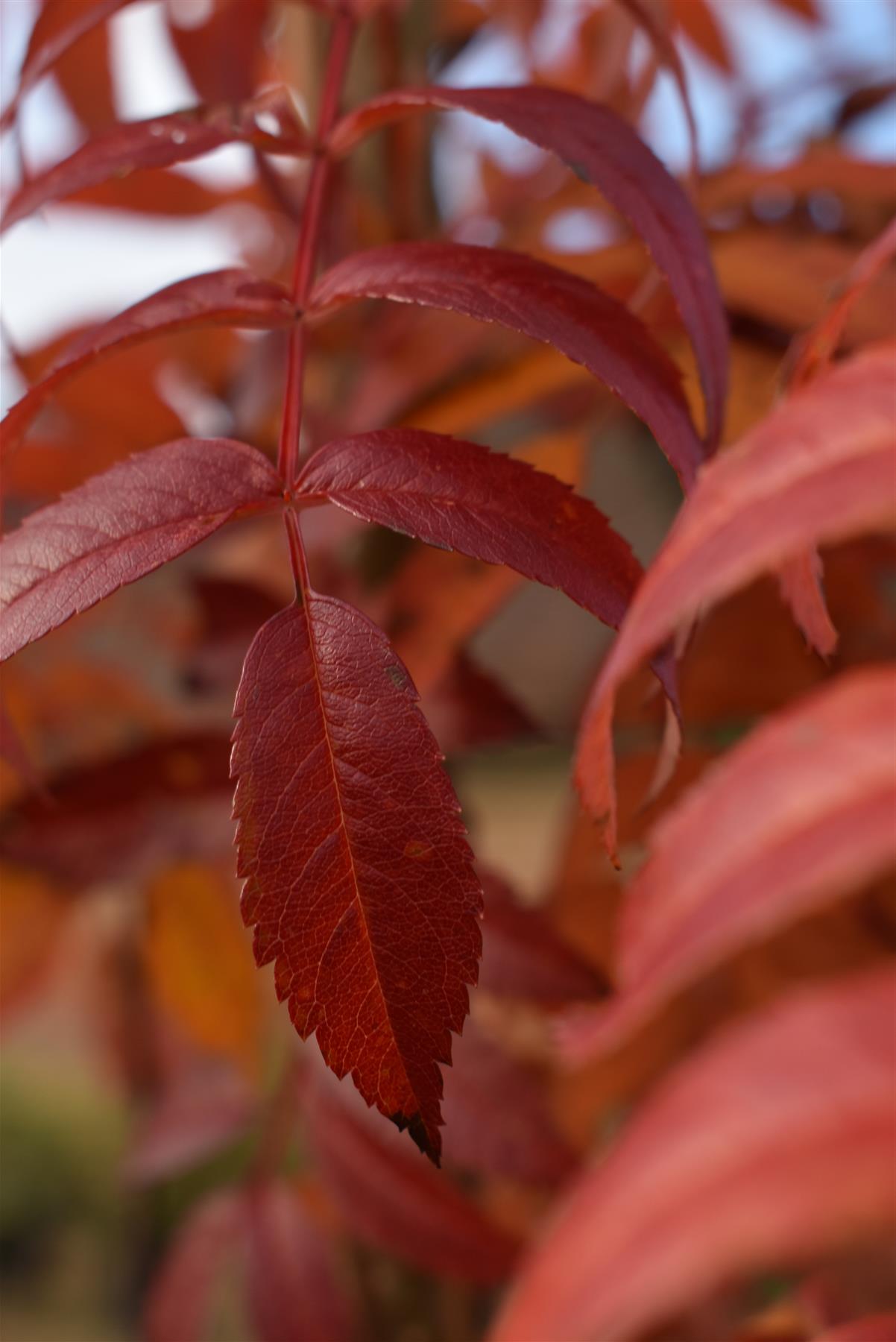 Sorbus aucuparia Autumn Spire | Mountain Ash ‘Autumn Spire’ - Height 170-190cm - 12lt