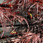 Acer palmatum Inaba-Shidare | Japanese maple 'Inaba-shidare' - 150-170cm - 1/2 Std - 110lt