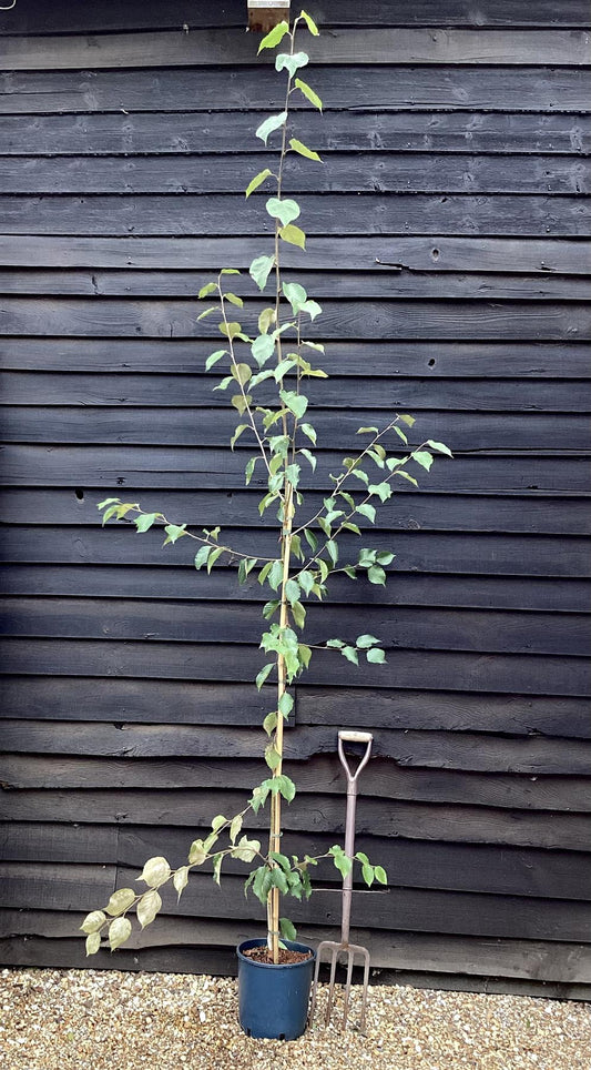 Birch Grayswood Ghost | Betula utilis - 150-180cm -  10lt