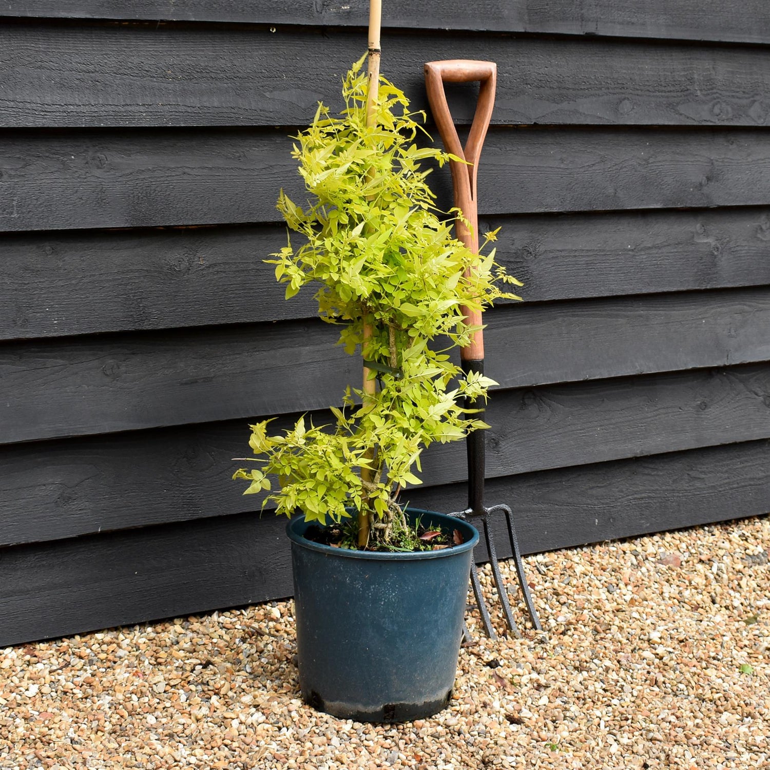 Jasminum officinale 'Fiona Sunrise' - 10lt