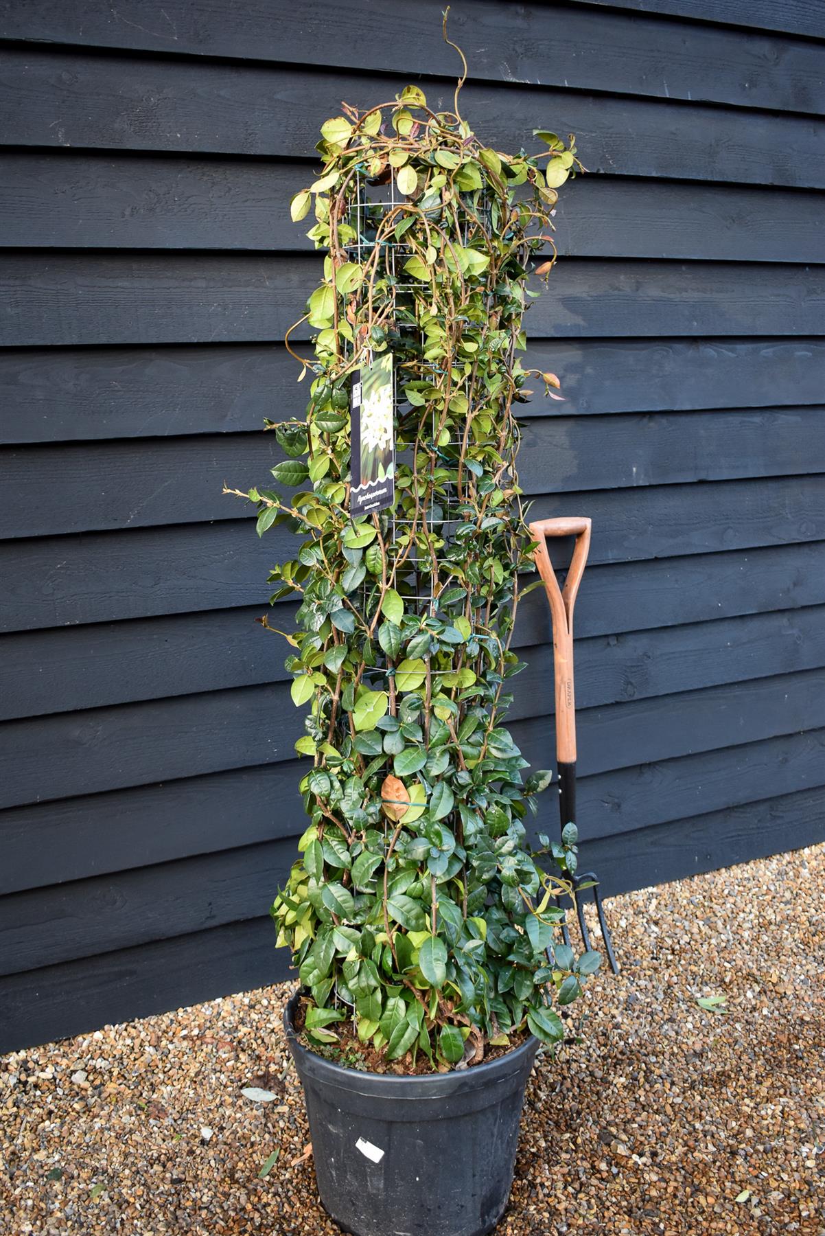 Star Jasmine | Trachelospermum jasminoides - Column Metal Frame- Height 140cm - 30lt