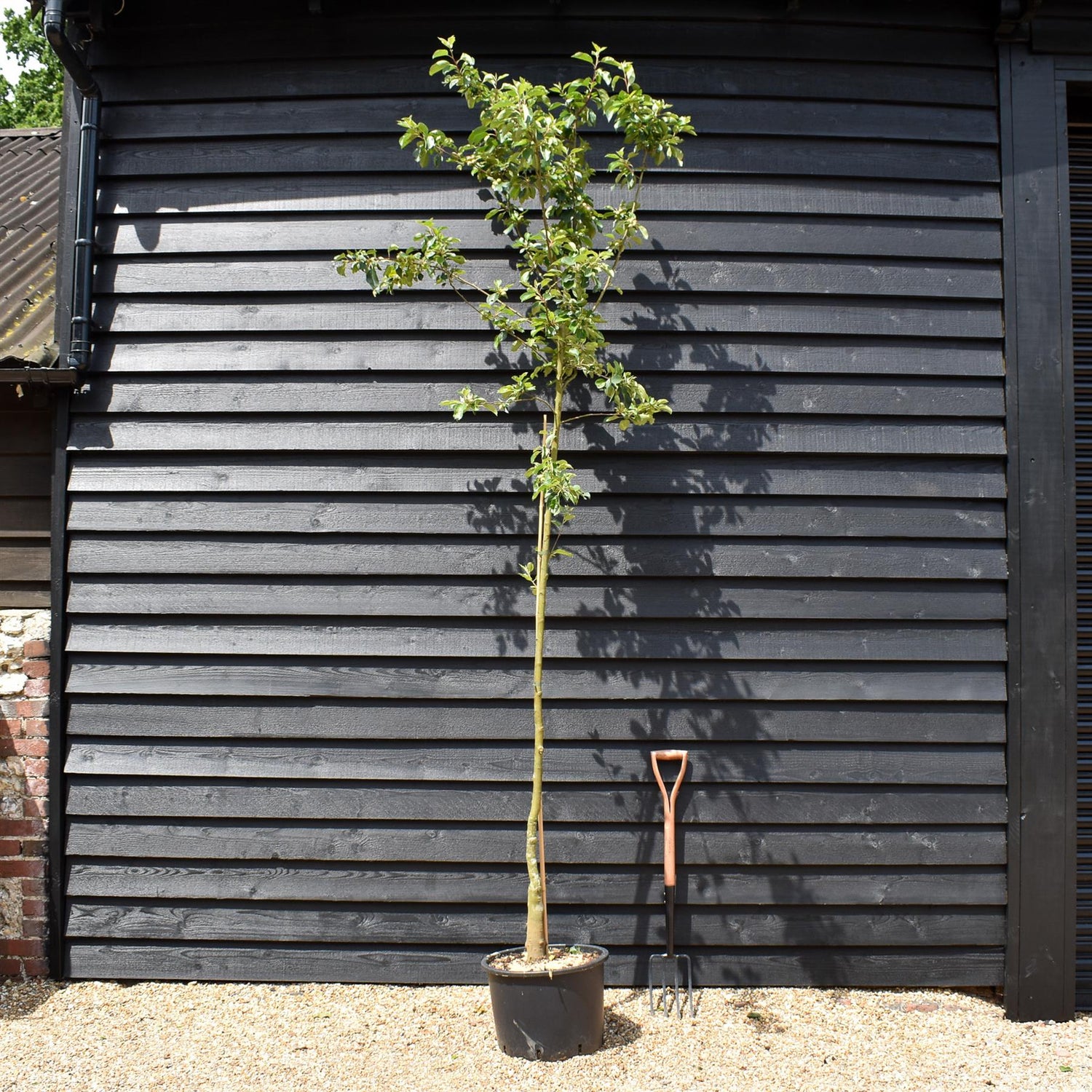 Crab Apple 'Red Siberian' | Malus  - Clear Stem - Height 250-300cm - Girth 6-8cm - 45lt