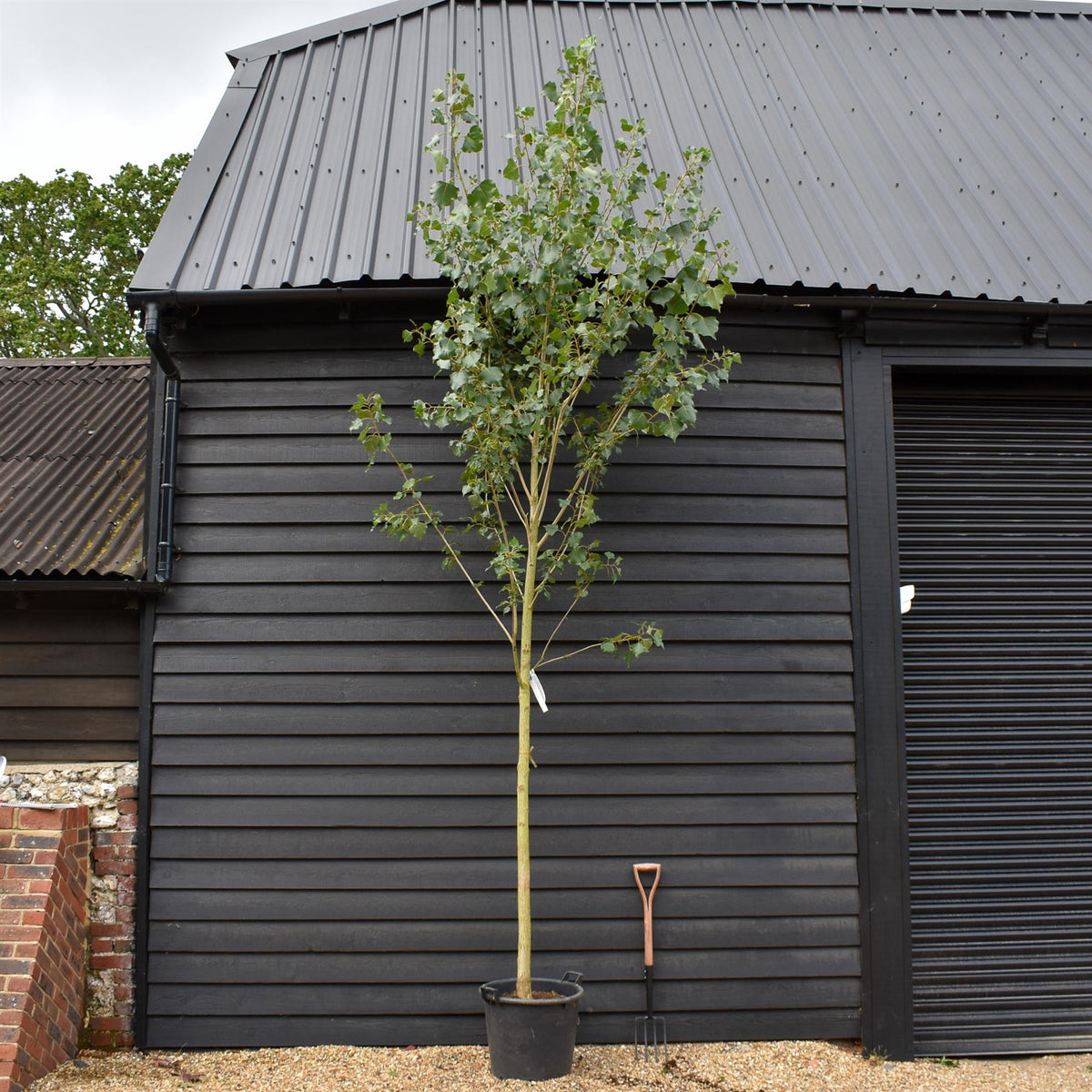 Populus nigra 'Italica' | Lombardy Poplar Tree - Standard - Height 430-450cm - 55lt