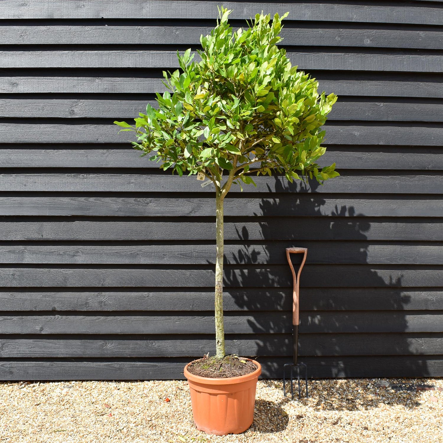 Laurus nobilis | Bay laurel - Clear Stem - 200-220cm - 45lt