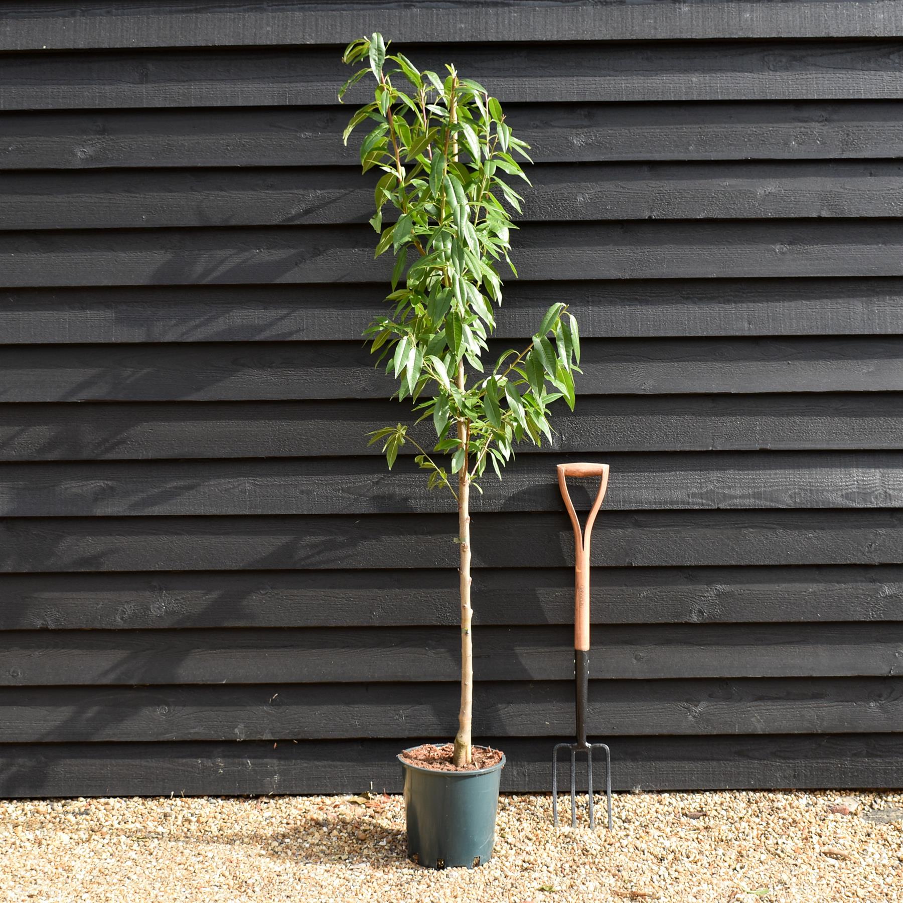 Orendel Tree Prunus Dulics | Flowering Almond Tree, Height 170-180cm , 12lt ...