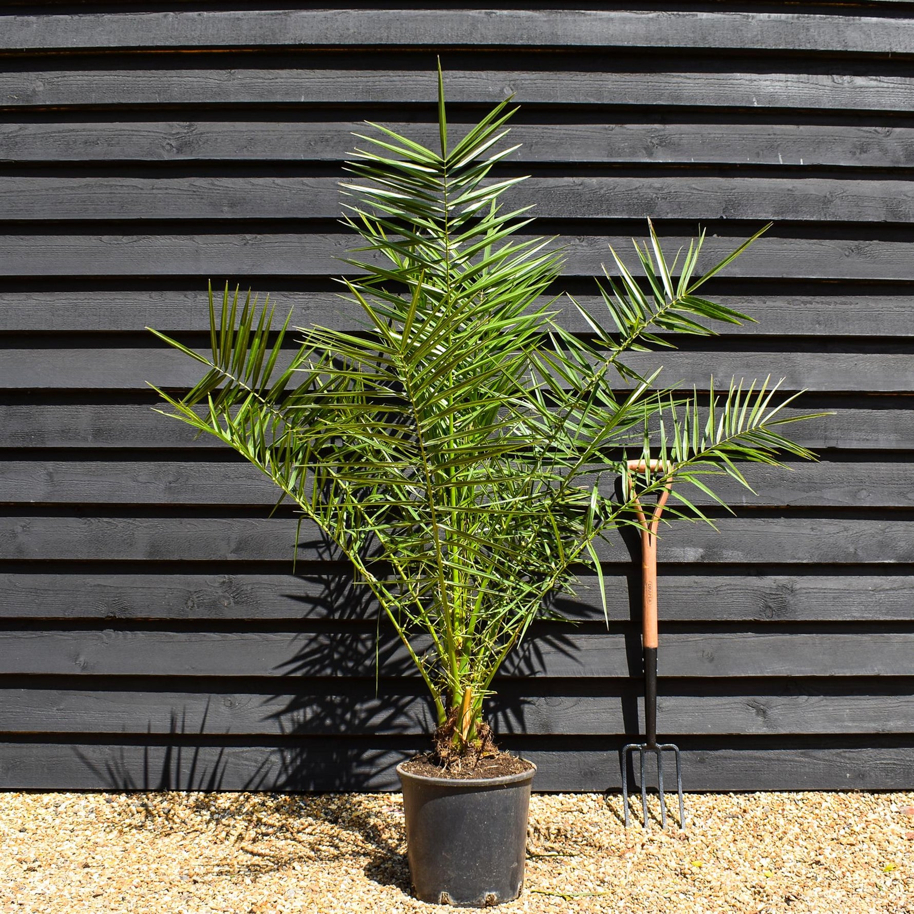 palm plants uk Canary Island Date Palm | Phoenix canariensis - Height 150-170cm
