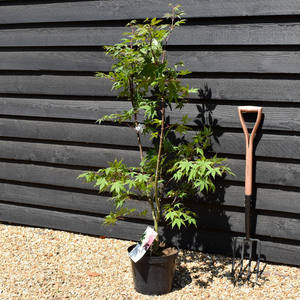Acer palmatum 'Osakazuki' | Japanese Maple - Bushy  - Height 100 - 120cm - 10lt
