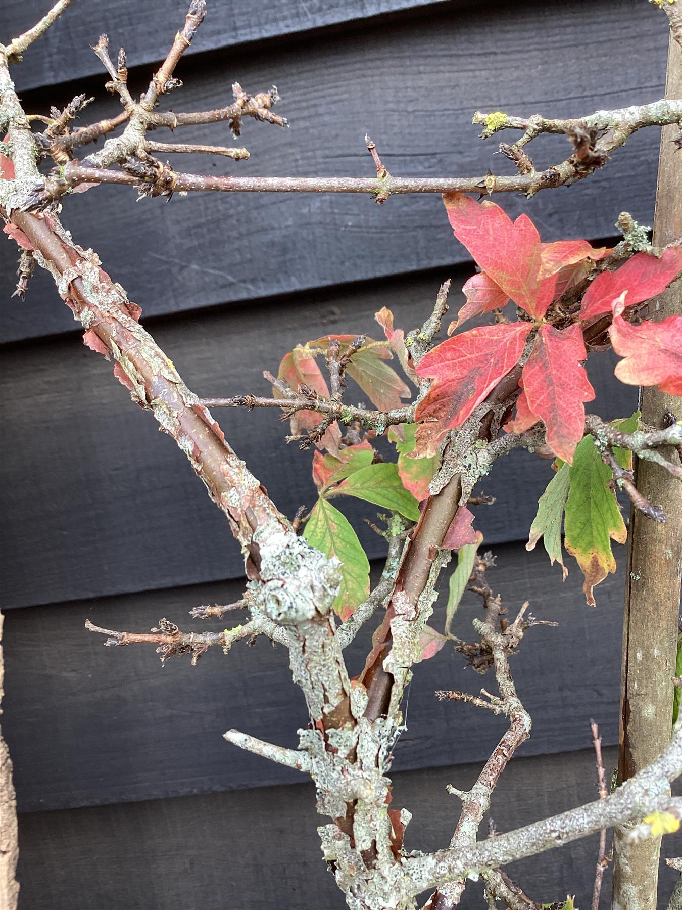 Acer griseum | Paperback Maple - 100-150cm, 20lt