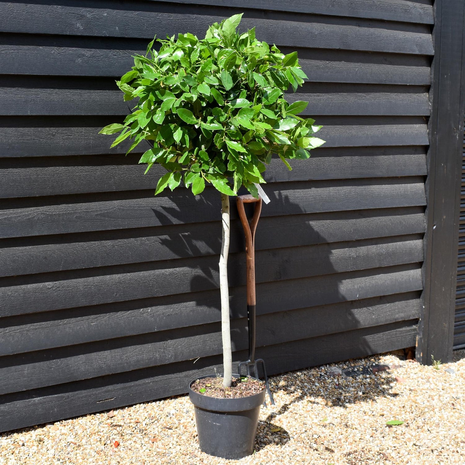 Laurus Nobilis - Clear Stem (65cm)| Bay laurel tree - Height 130-135cm - 18lt