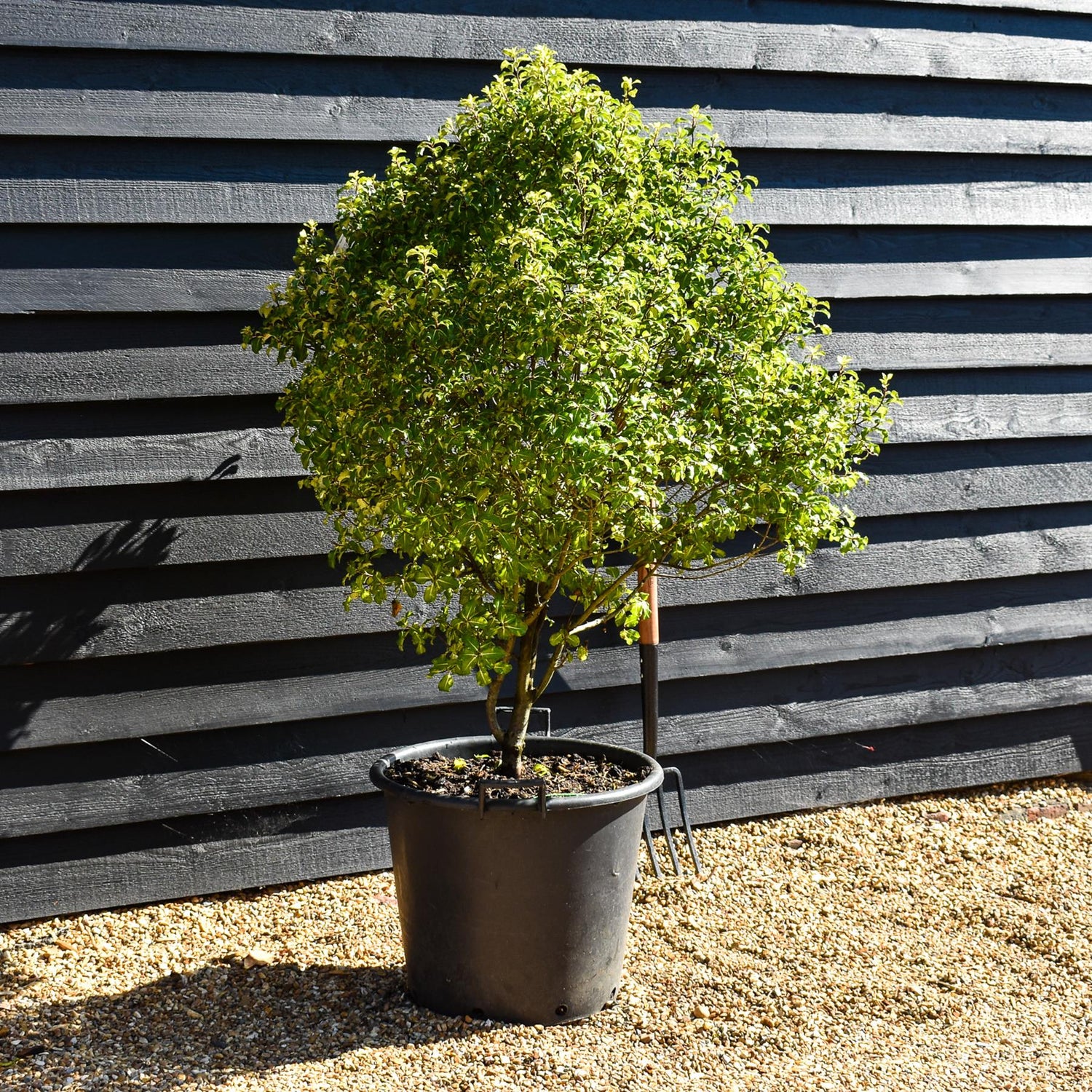 Pittosporum tenuifolium 'Gold Star' - Height 110-130cm, 50lt