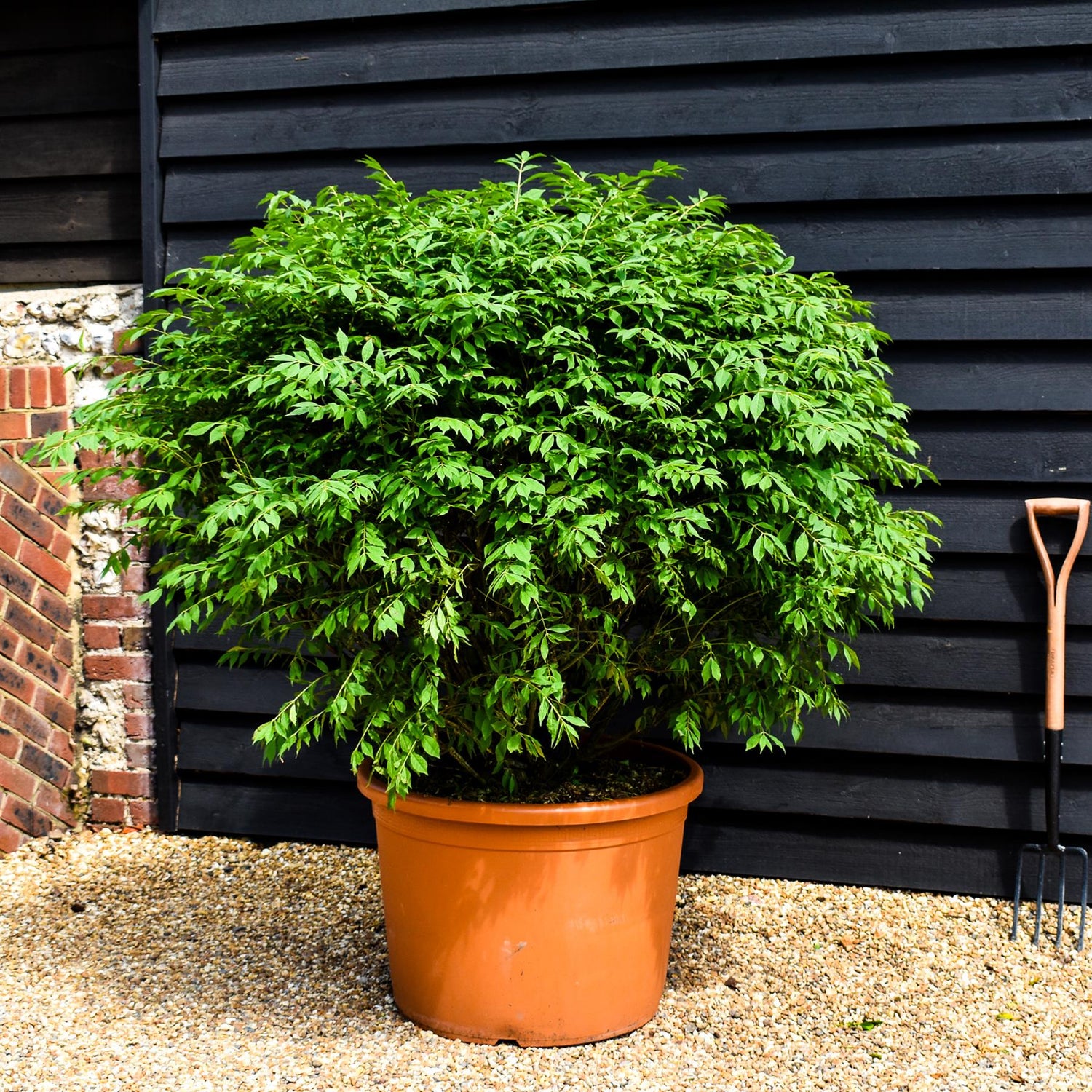 Euonymus alatus Compactus | Winged Spindle Tree - Compact - Ball - Height 120-130cm - Diameter 130cm -140 cm - 115lt