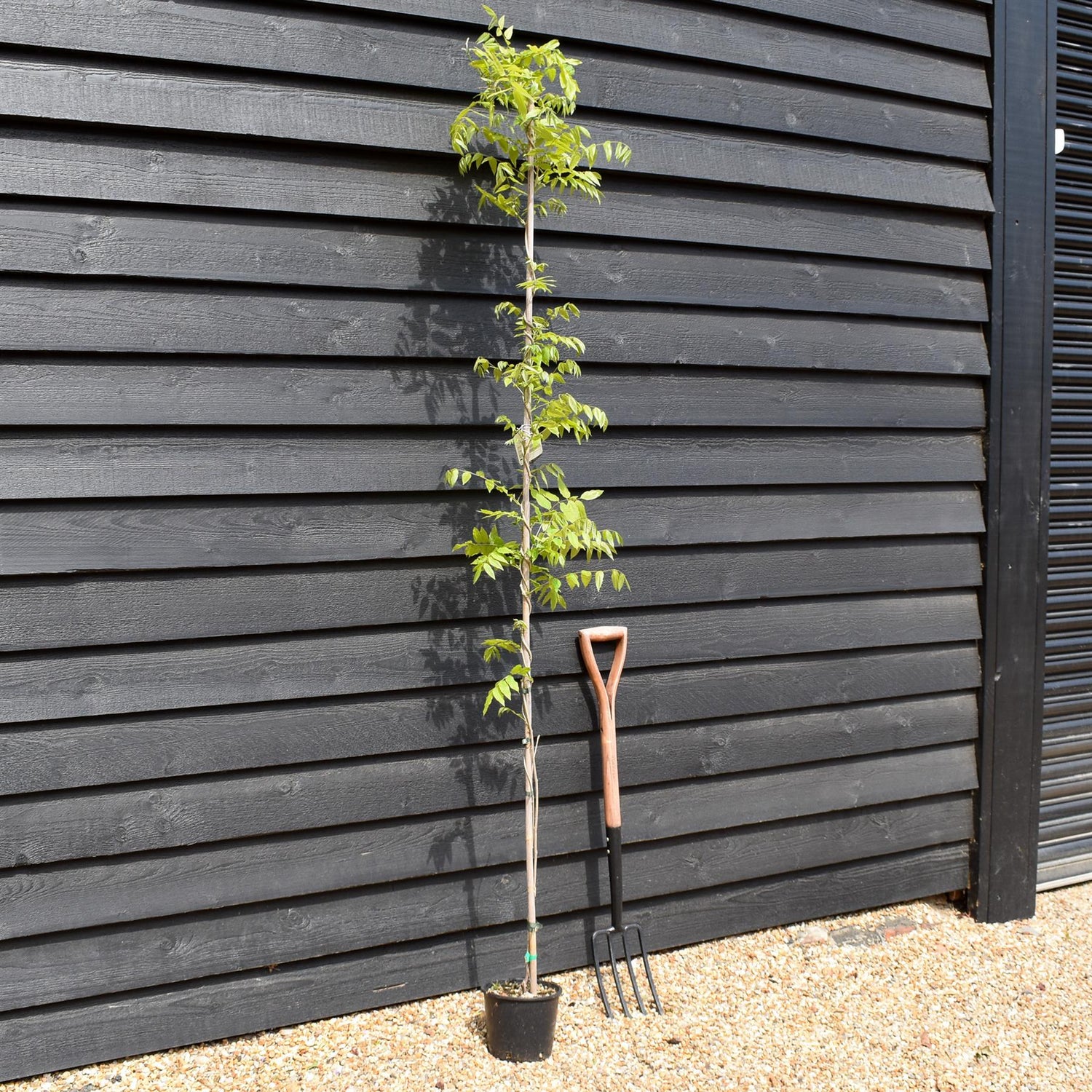 Wisteria floribunda 'Ito Koku Riu' - Cane - Height 150-200cm - 3lt