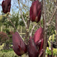 Magnolia Genie 1/4 Standard | Magnolia Genie - 165-210cm, 18lt