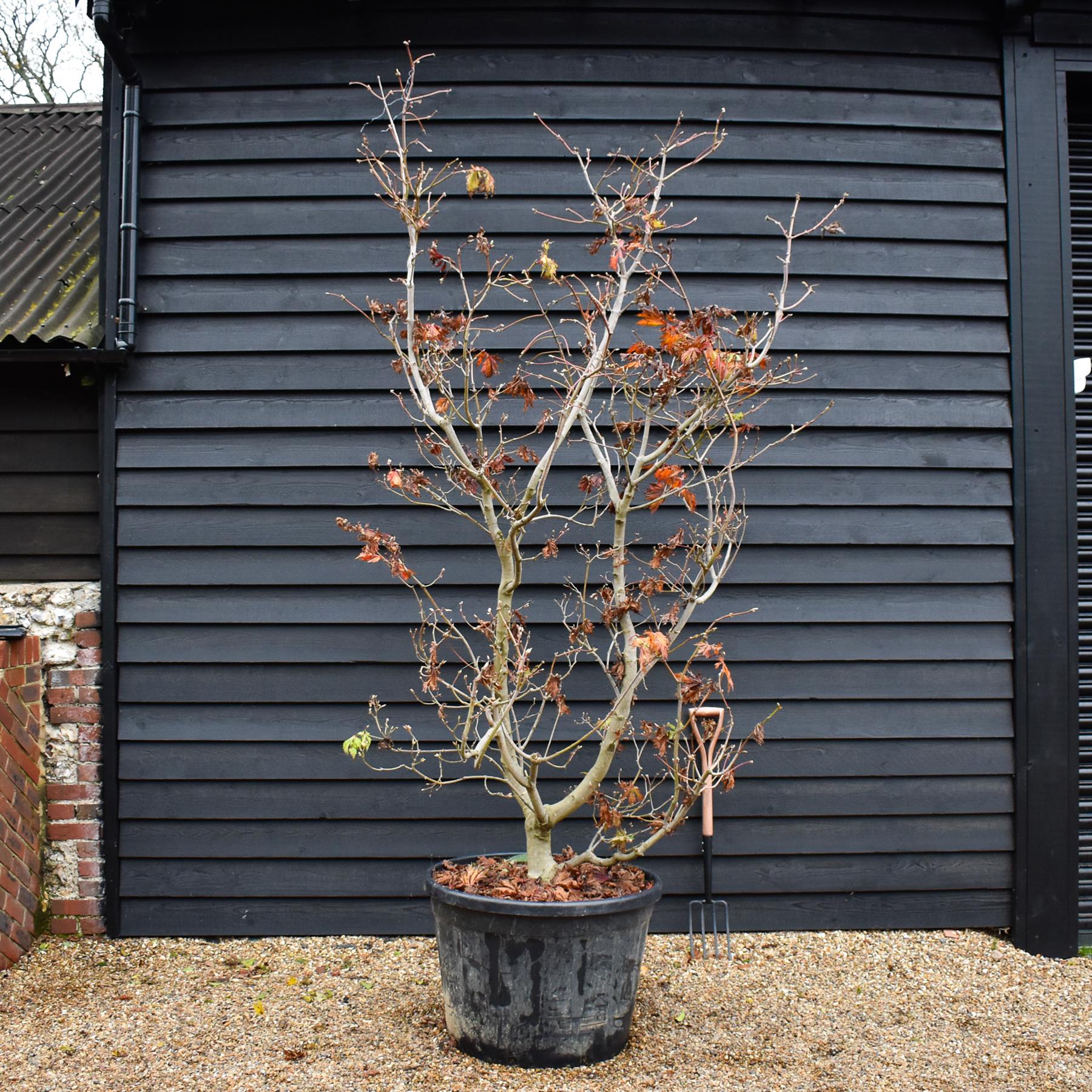 Acer japonicum 'Aconitifolium' | Downy Japanese maple - Specimen Tree ...