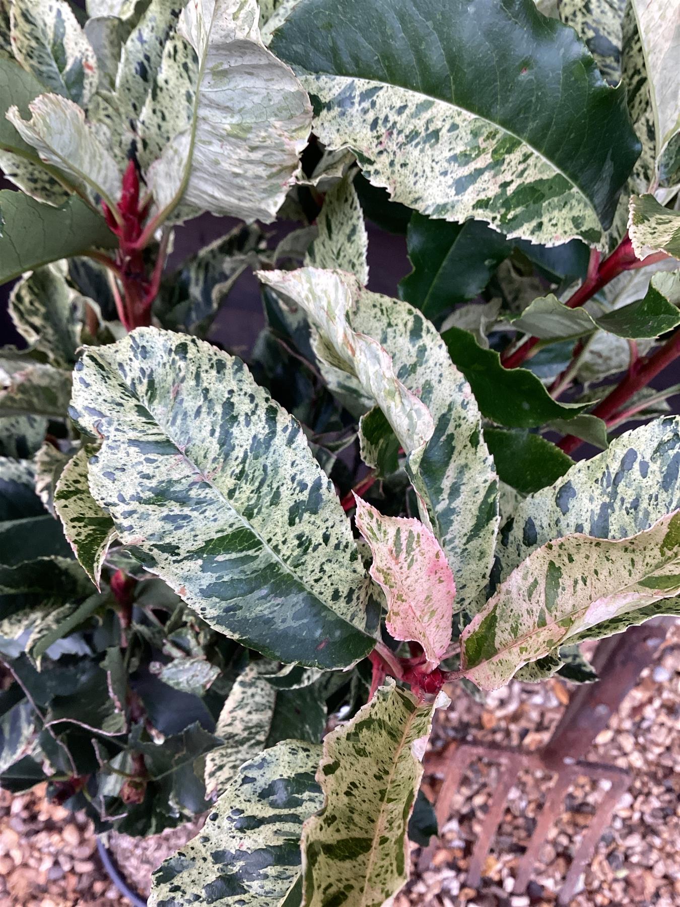 Photinia serratifolia Pink Crispy | Chinese Hawthorn ‘Pink Crispy’ - 1/4 Standard - 100cm - 8lt