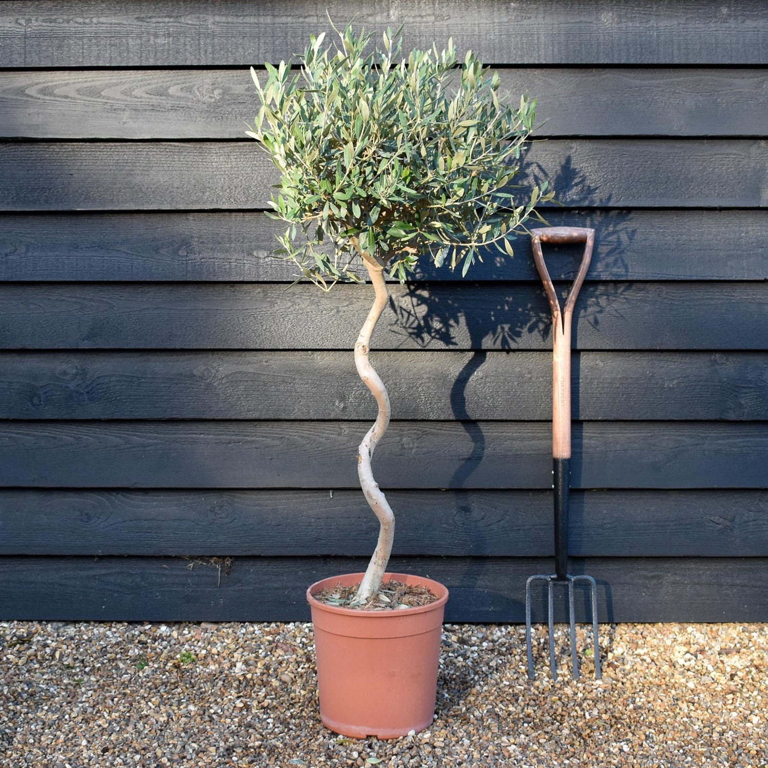 Olive Tree | Olea Europea -Clear Spiral Stem 70-80cm - Height - 110-120cm - 10lt