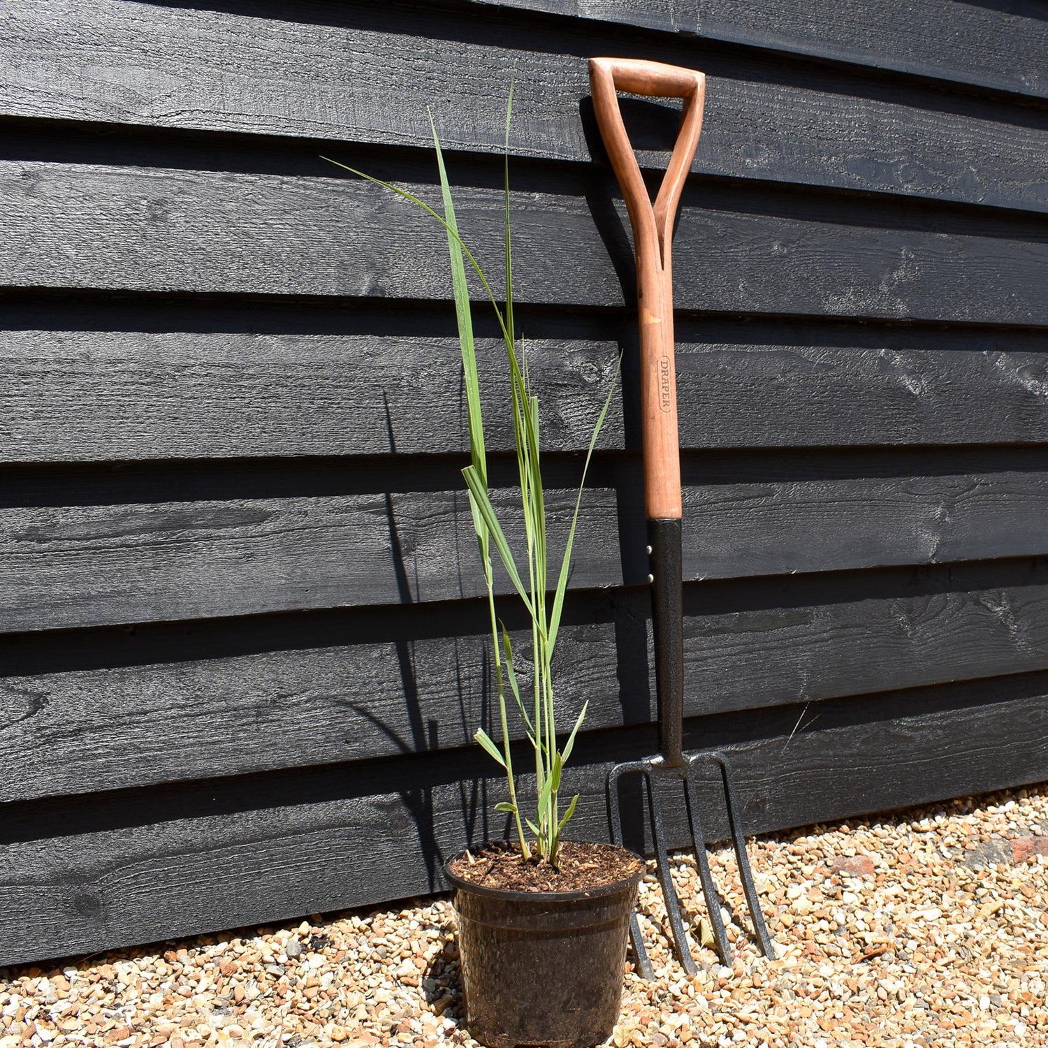 Panicum virgatum 'Northwind' - Grass - Perennial -3lt