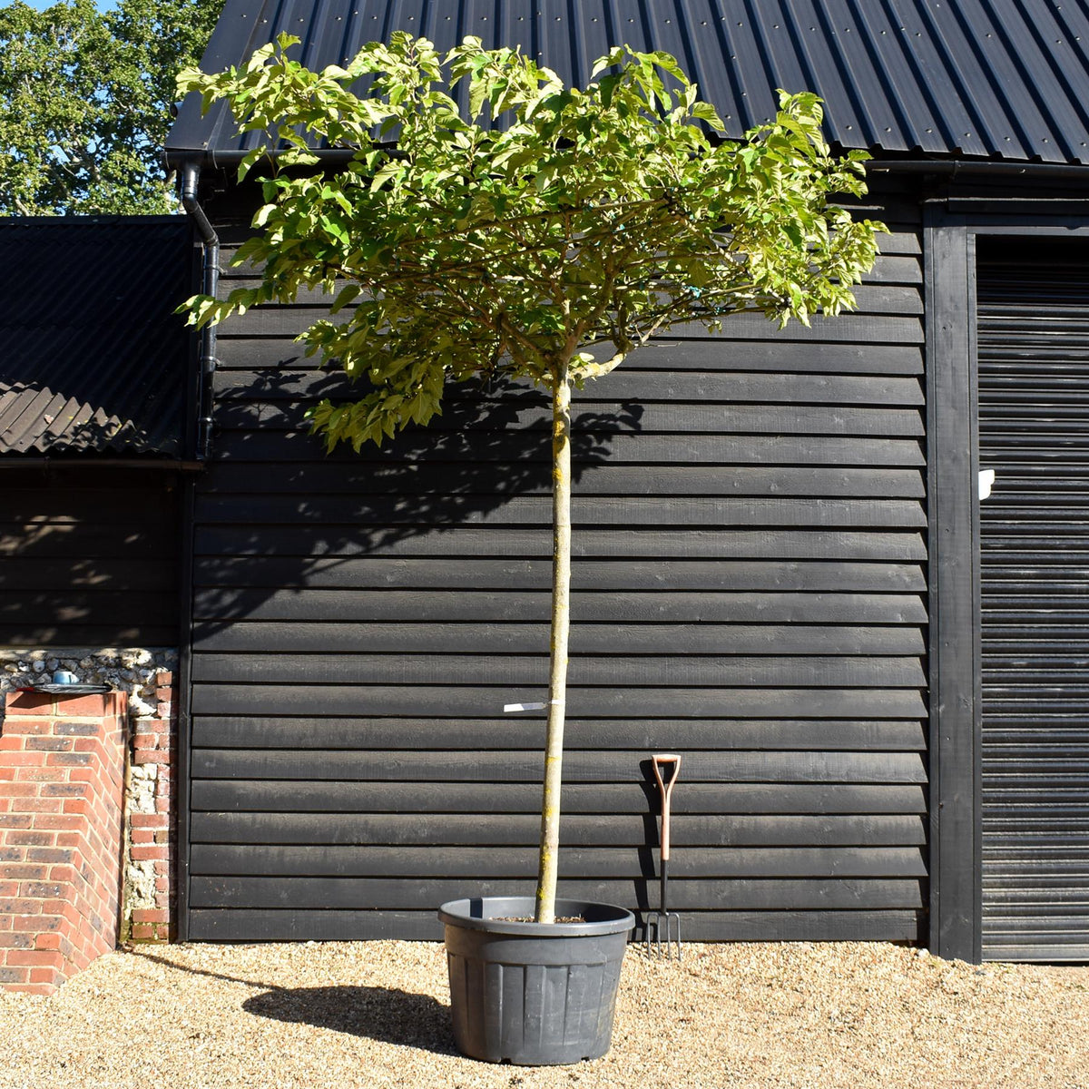Morus Alba | White Mulberry - Pleached Parasol - Girth 16-18cm - Height 230cm  - 150lt