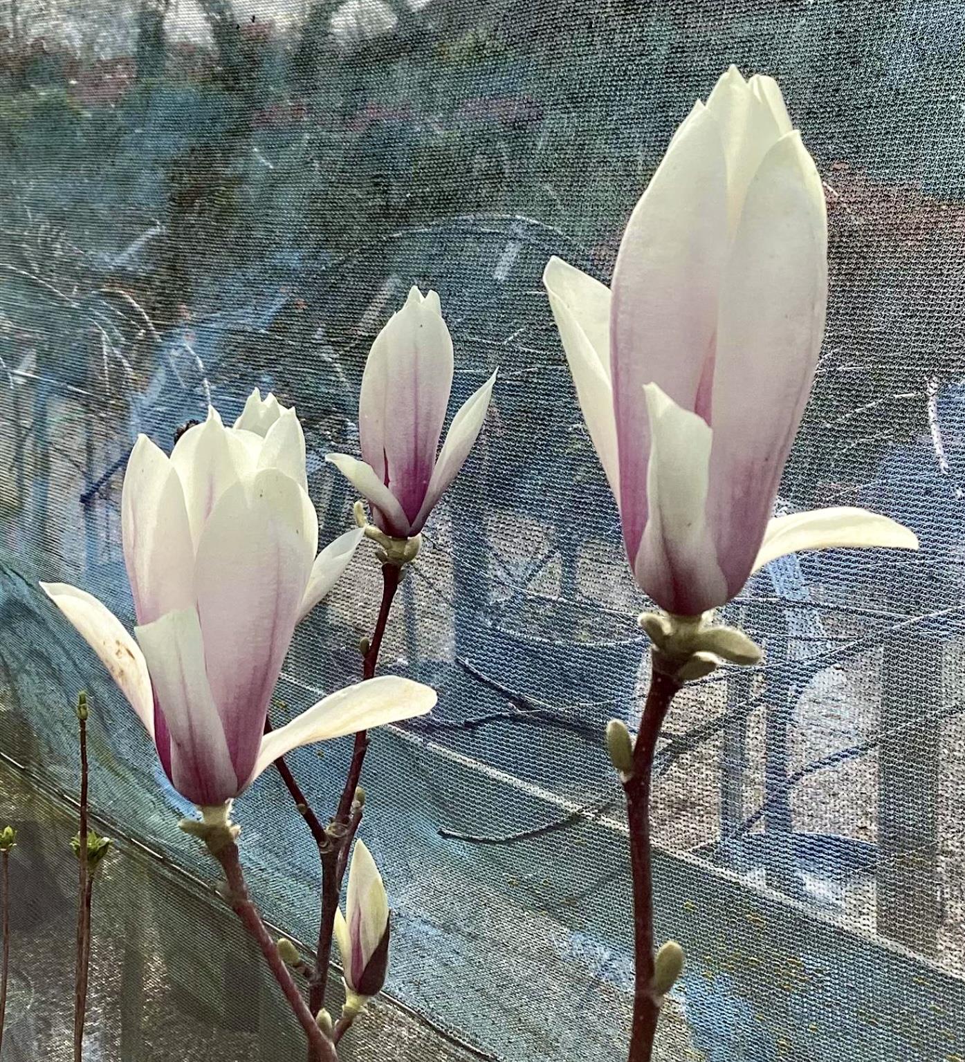 Magnolia x soulangeana | Saucer Magnolia - 50-60cm - 5lt