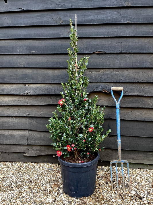 Camellia sasanqua - Bush - Large Shrub - Red - Yuletide - Height 140cm - Width 60cm - 30lt