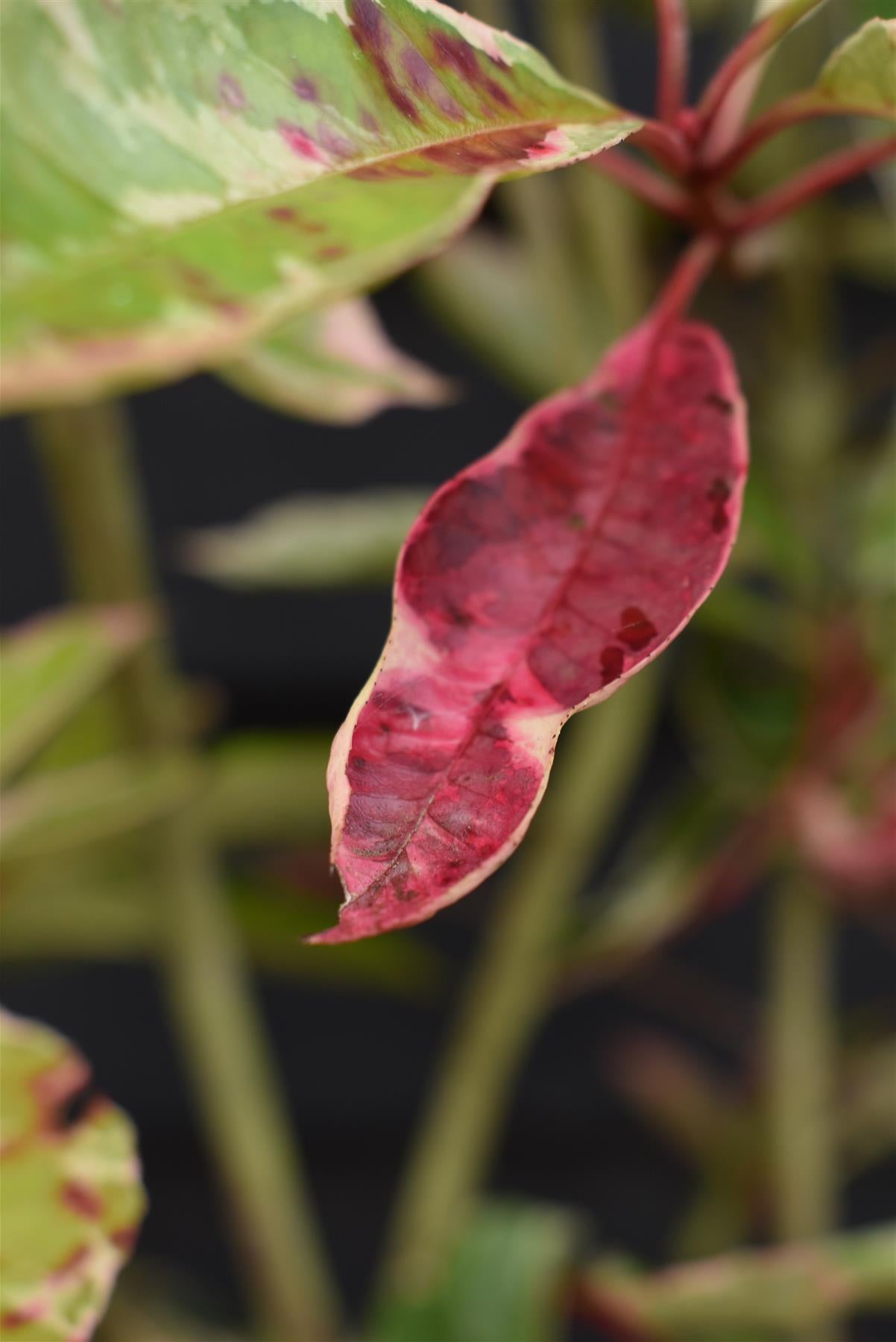 Photinia Pink Marble ('Cassini') | Christmas Berry Pink Marble - Half Frame (120cm x 80cm) - 50lt