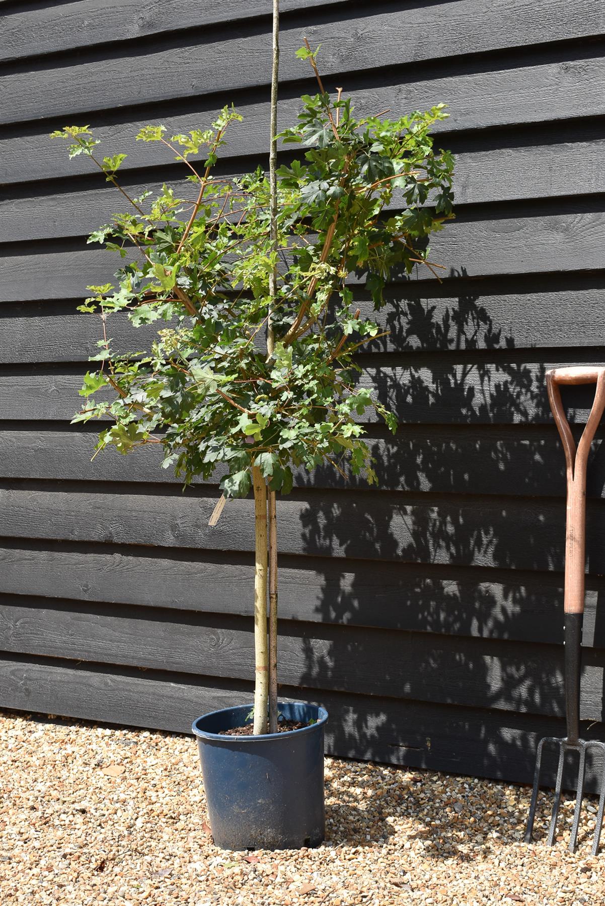 Field Maple  | Acer Campestre | Common Maple - Height 120-150cm - 10lt