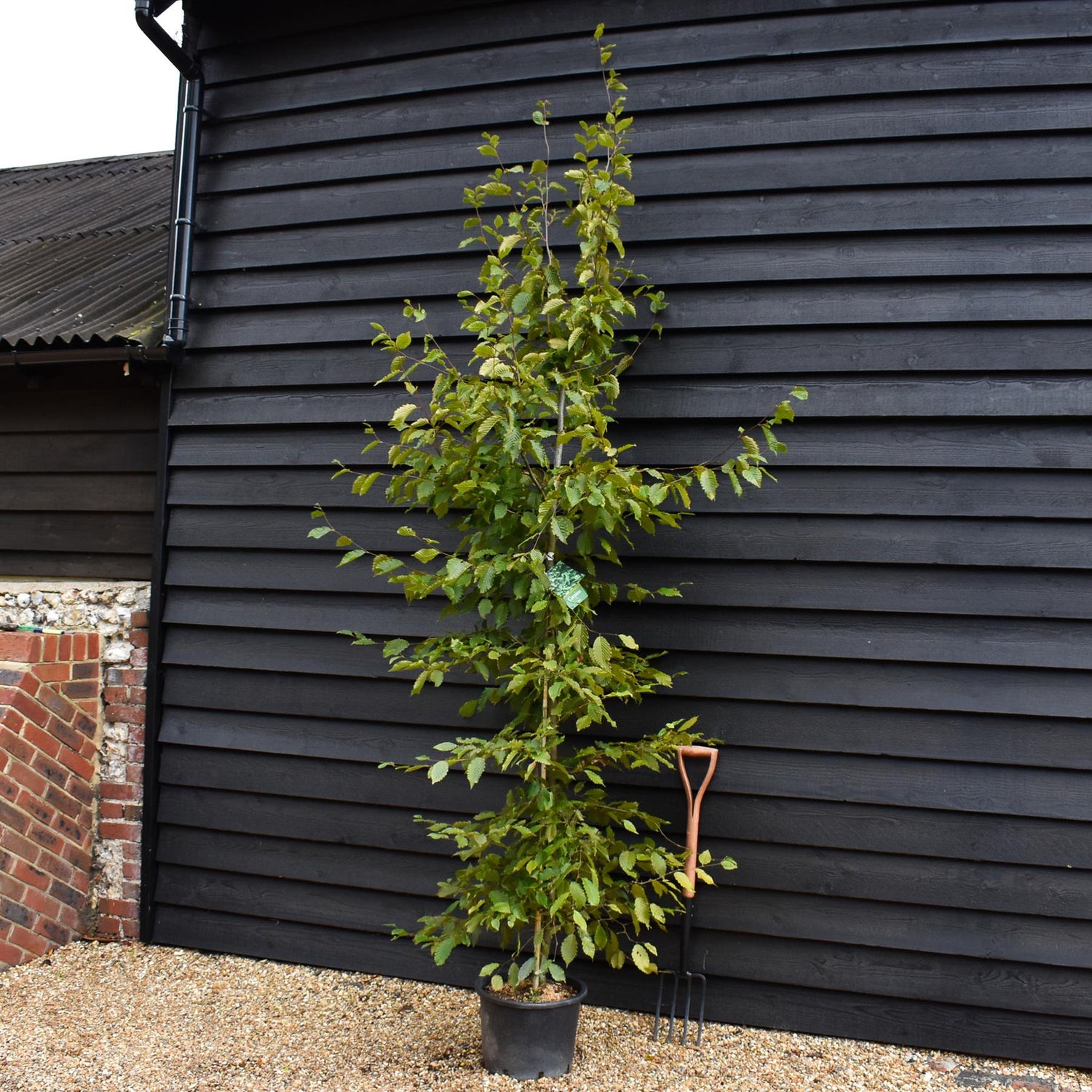 European Hornbeam | Carpinus betulus - Height 200-220cm, 20lt