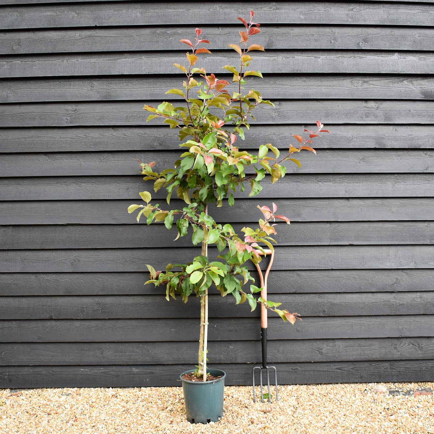 Crab apple | Malus Harry Baker - 160-180cm - 12lt