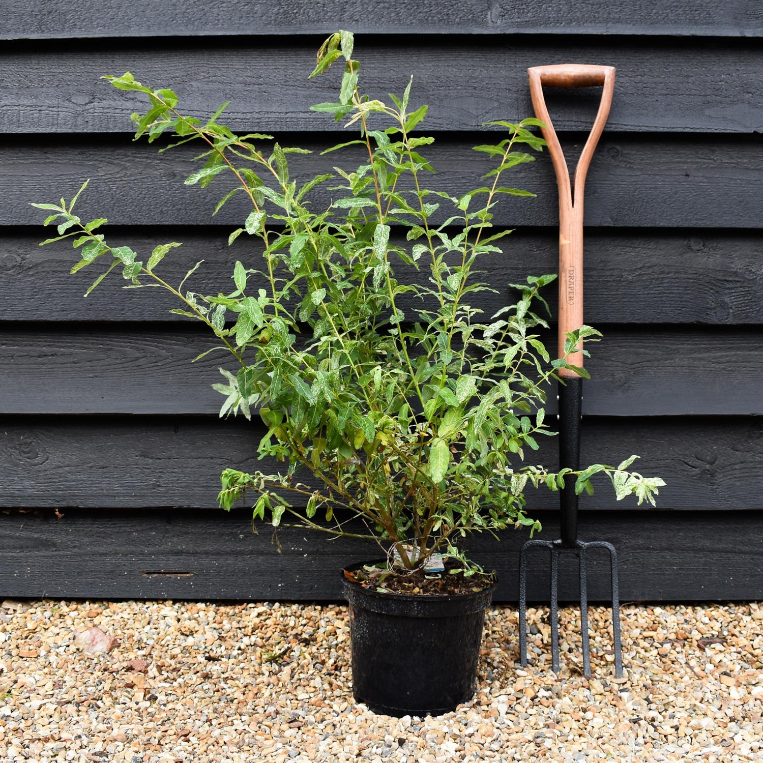 Salix integra 'Hakuro-nishiki' - Height 70-90cm - Bushy - 5lt