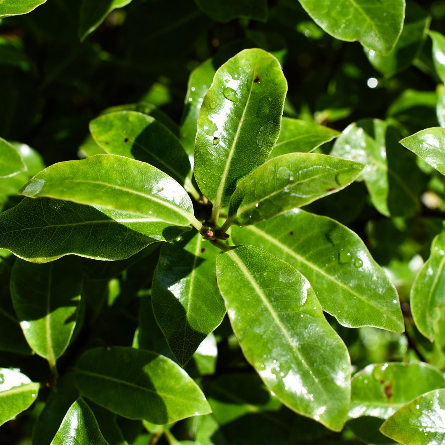 Pittosporum tenuifolium 'Golf Ball' - Height 100cm - 50lt