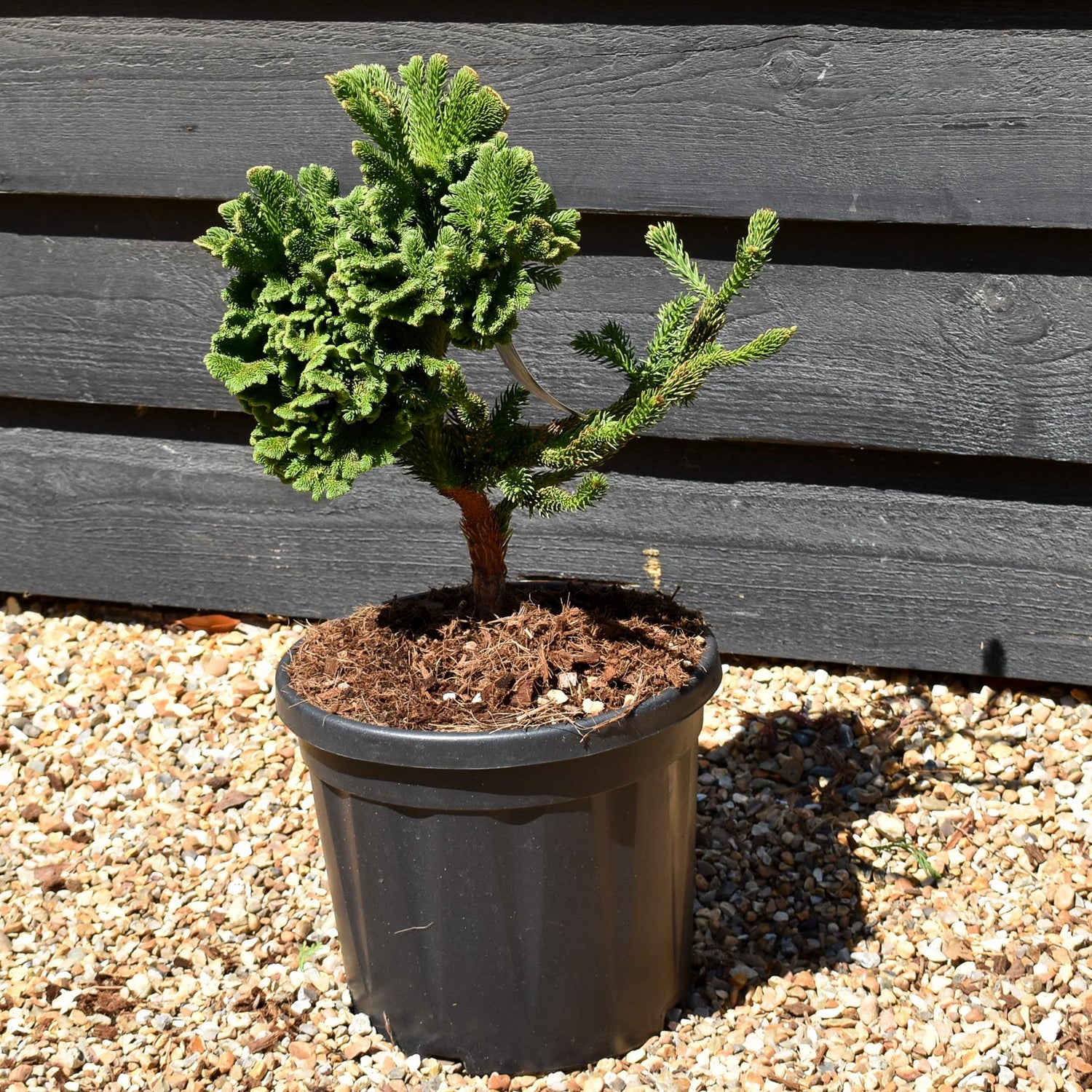 Cryptomeria japonica 'Tomahawk' | Japanese Cedar - Height 35-45cm - 5lt