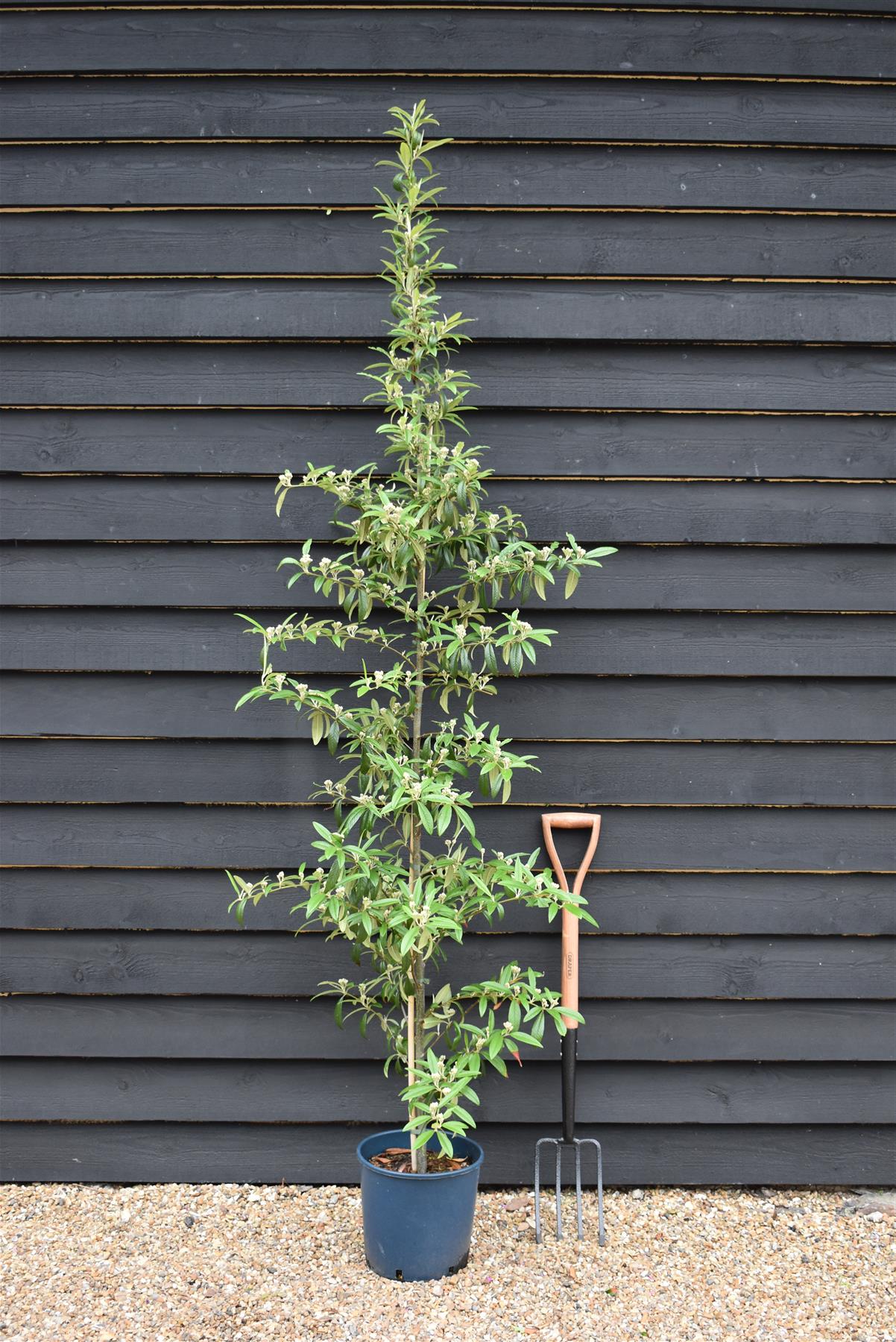 Cotoneaster 'Rothschildianus' | Willow-Leaved Cotoneaster - Height 160-180cm - 12lt