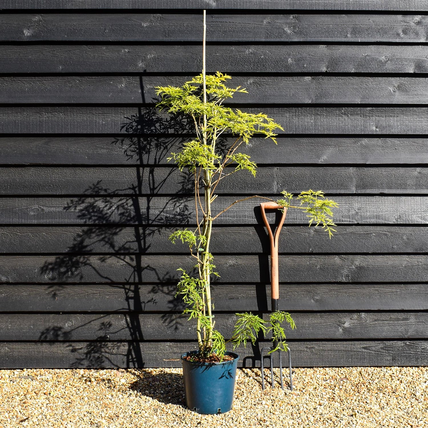 Sambucus Golden Tower - Height 180-200cm - 10lt