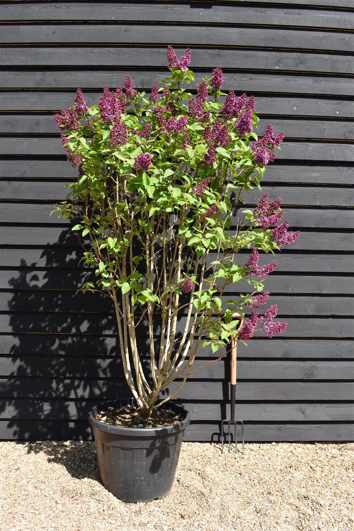 Syringa vulgaris 'Andenken an Ludwig Spath' - 200cm, 90lt